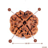 4 Mukhi Rudraksha