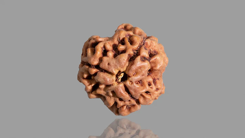 3 Mukhi Rudraksha
