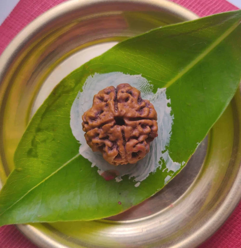 4 Mukhi Rudraksha