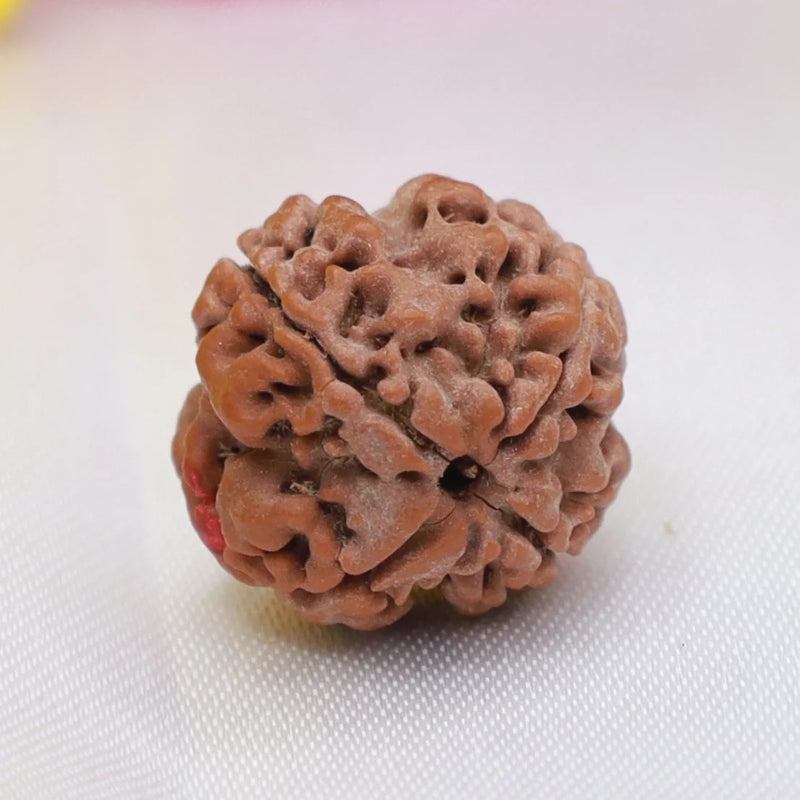 4 Mukhi Rudraksha