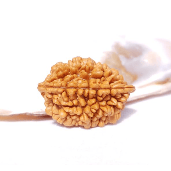 2 Mukhi Rudraksha