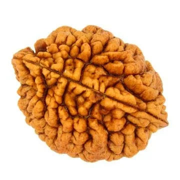 2 Mukhi Rudraksha
