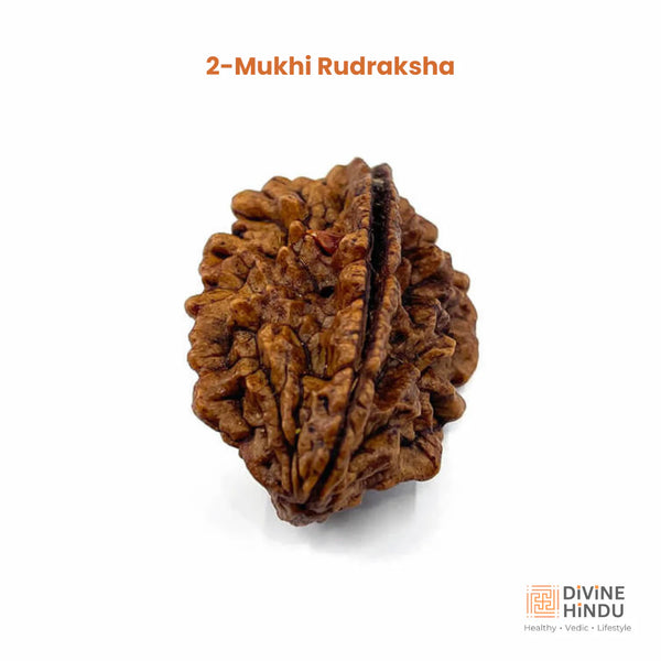 2 Mukhi Rudraksha