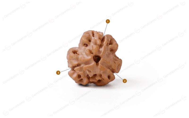 3 Mukhi Rudraksha