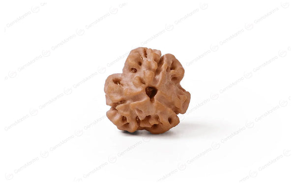 3 Mukhi Rudraksha