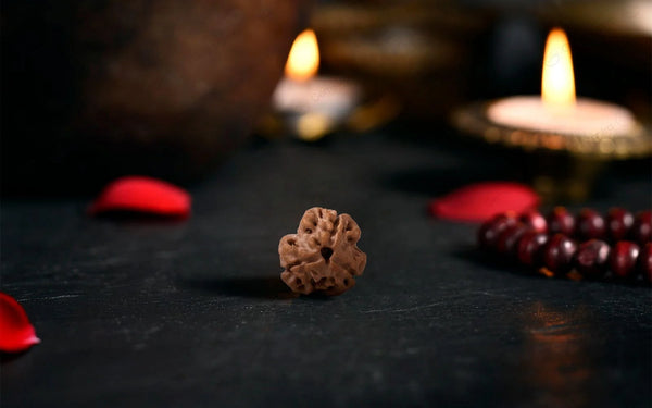 3 Mukhi Rudraksha