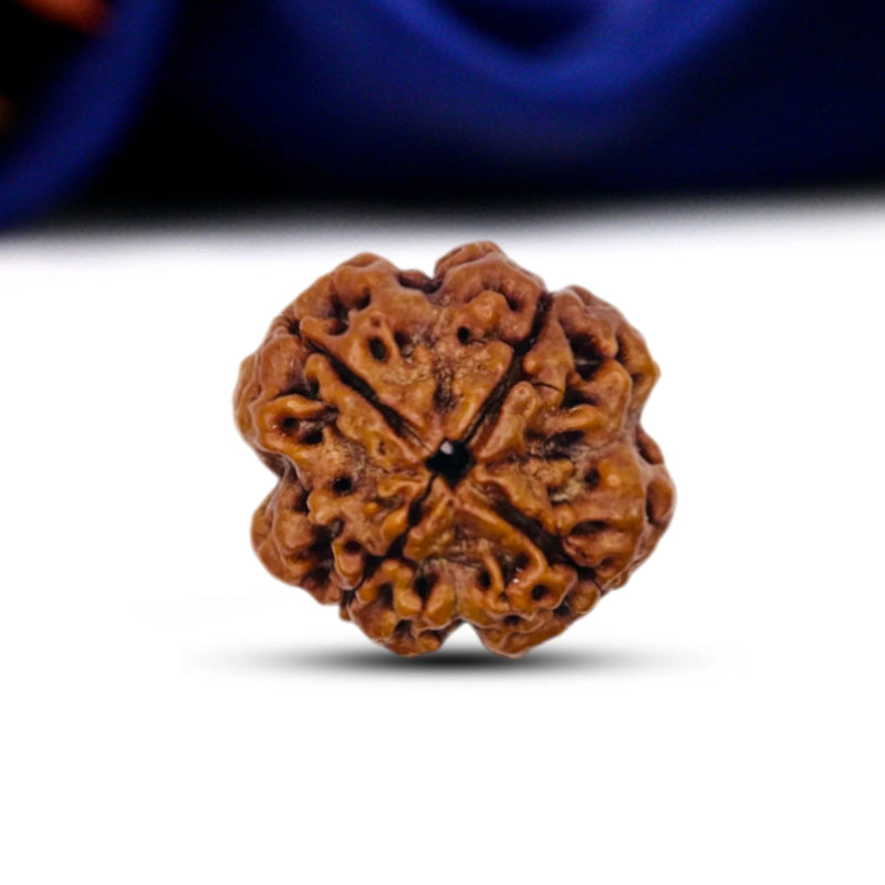 4 Mukhi Rudraksha
