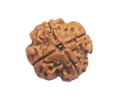 4 Mukhi Rudraksha