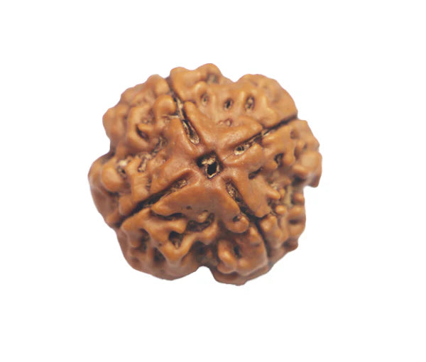 4 Mukhi Rudraksha