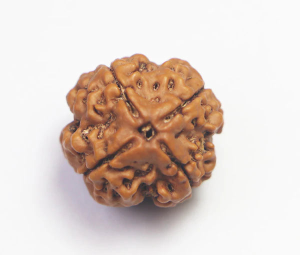 4 Mukhi Rudraksha