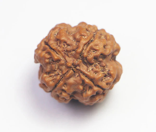 4 Mukhi Rudraksha