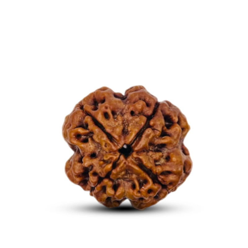 4 Mukhi Rudraksha