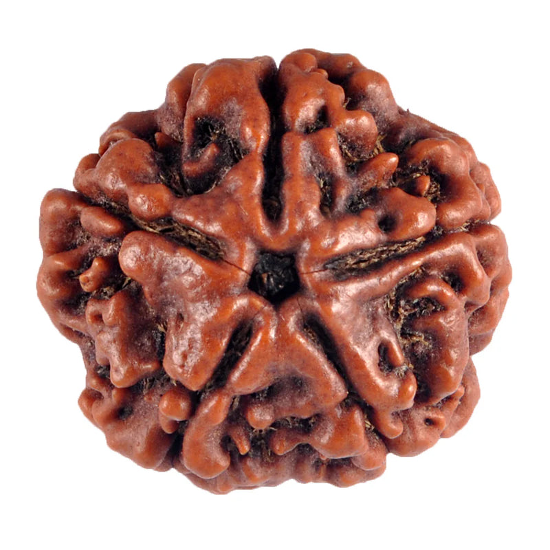 5 Mukhi Rudraksha