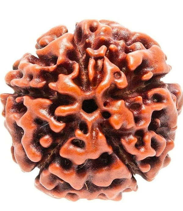 5 Mukhi Rudraksha