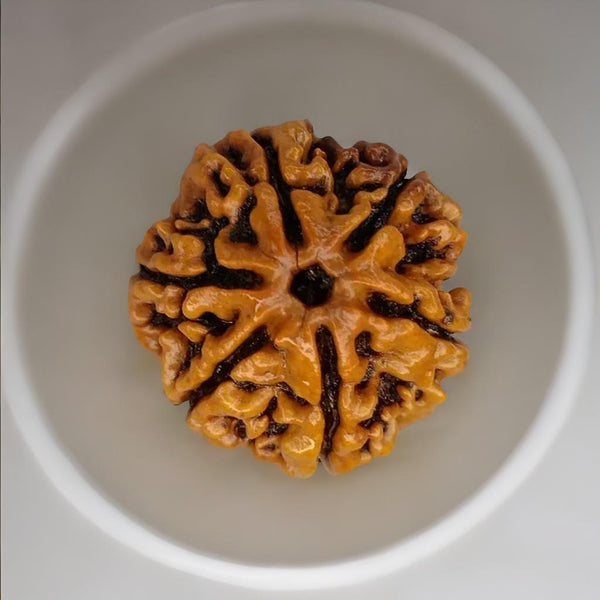 6 Mukhi Rudraksha