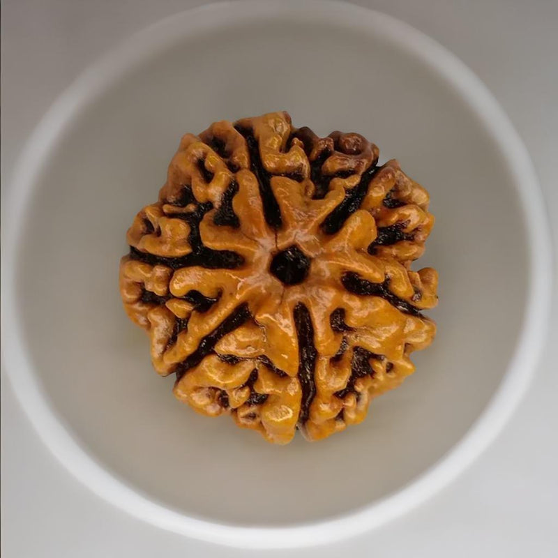 6 Mukhi Rudraksha