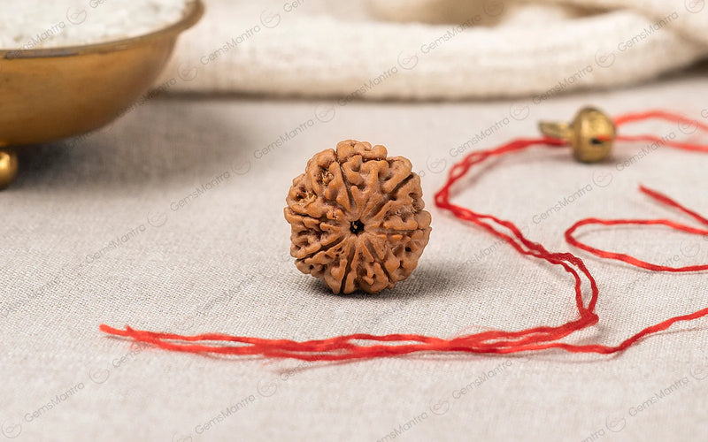 7 Mukhi Rudraksha