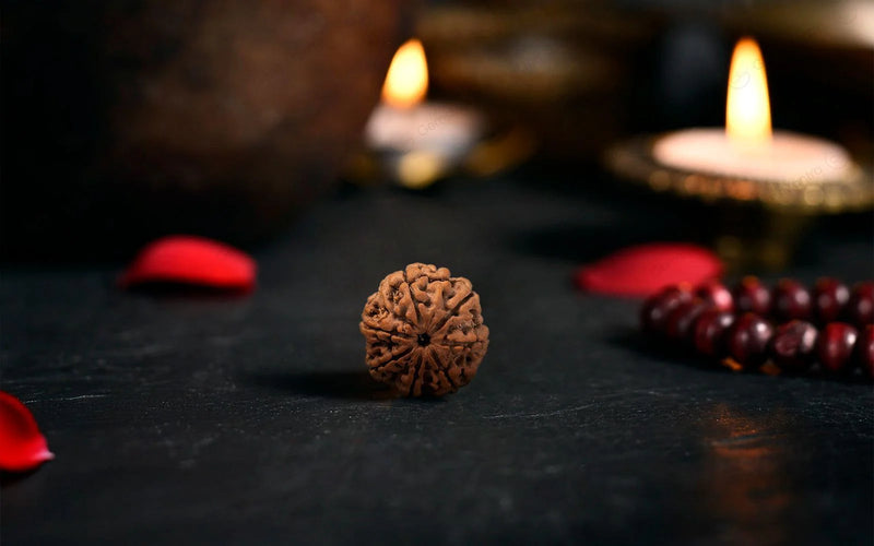 7 Mukhi Rudraksha