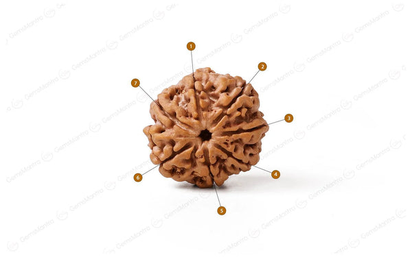 7 Mukhi Rudraksha