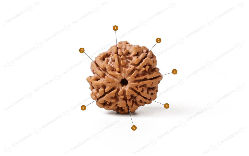 7 Mukhi Rudraksha