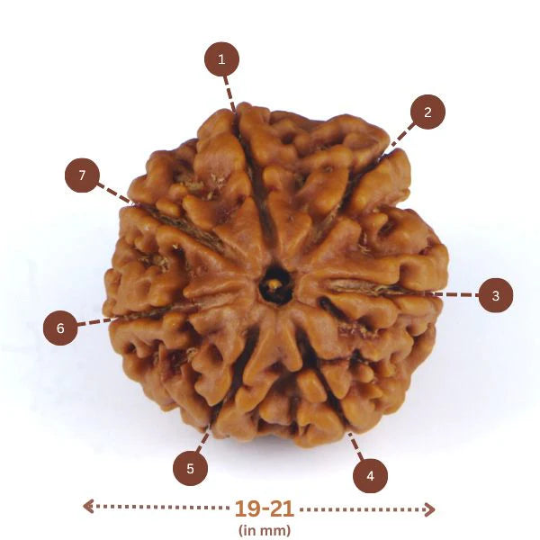 7 Mukhi Rudraksha