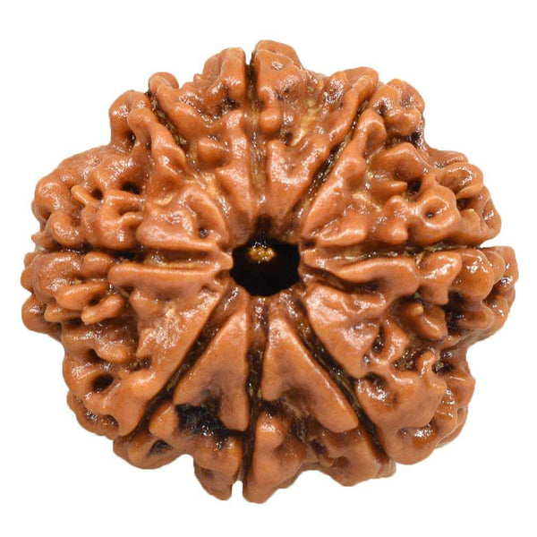 8 Mukhi Rudraksha