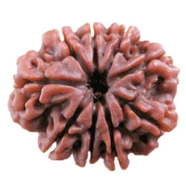 9 Mukhi Rudraksha