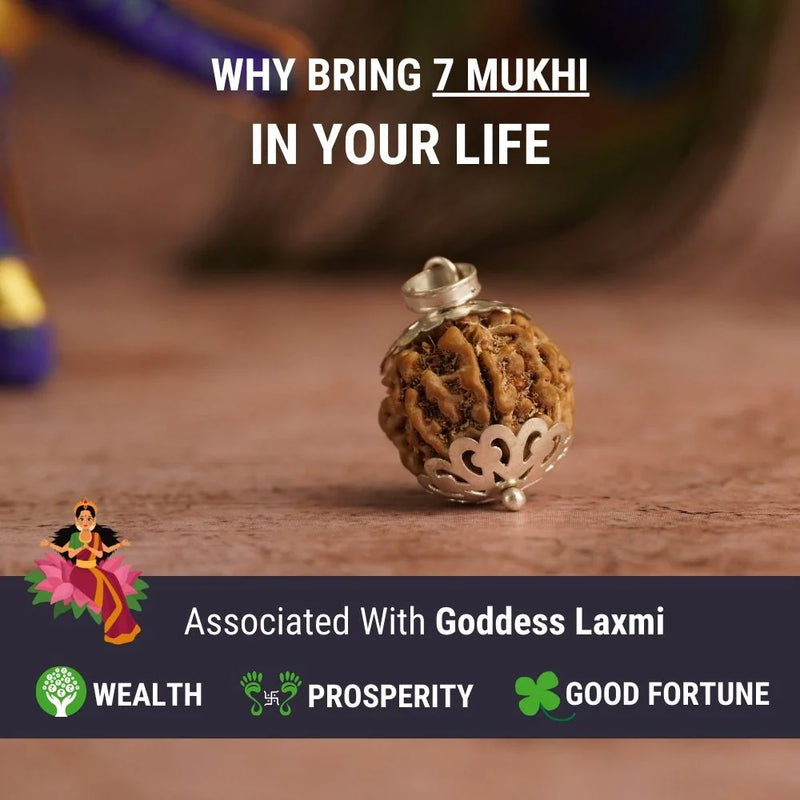 7 Mukhi Rudraksha