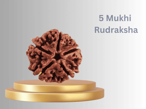 5 Mukhi Rudraksha