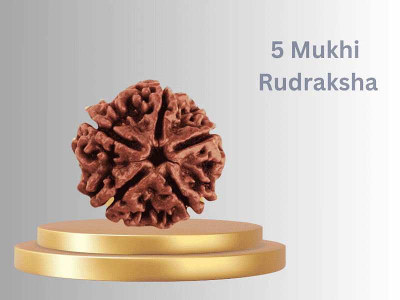 5 Mukhi Rudraksha