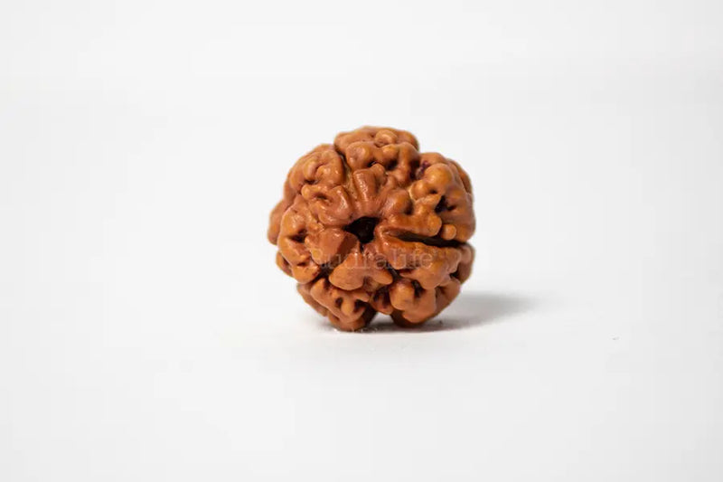 3 Mukhi Rudraksha