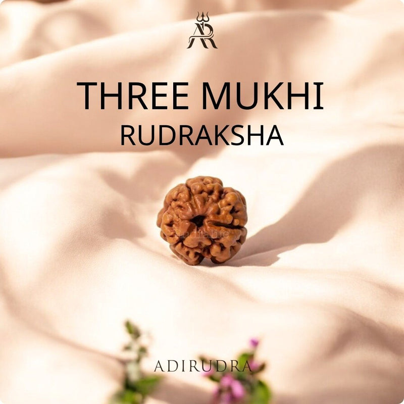 3 Mukhi Rudraksha